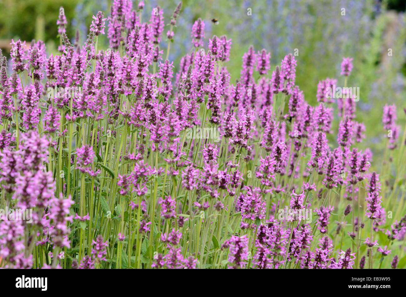 Bétoine (betonica officinalis syn. stachys officinalis) Banque D'Images