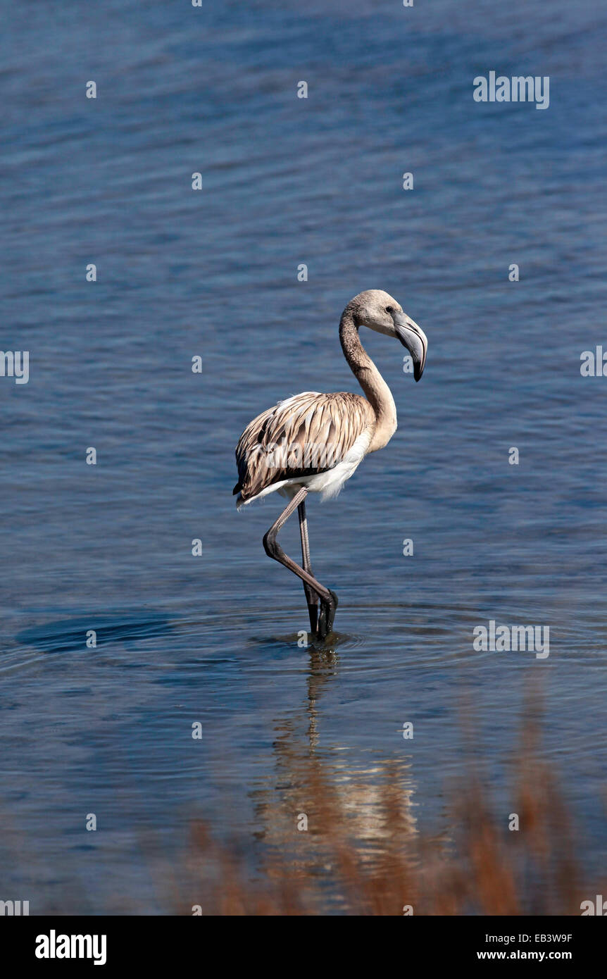 Flamingo (Phoenicopterus roseus Dougall immatures) Banque D'Images