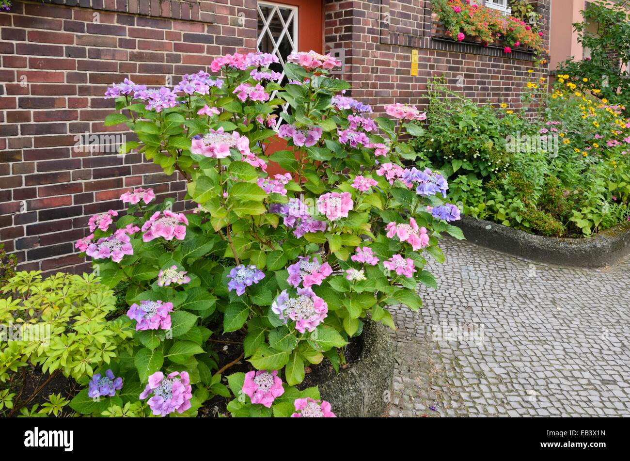 Big-leaved hortensia (Hydrangea macrophylla) dans le jardin de devant d'un immeuble à appartements Banque D'Images