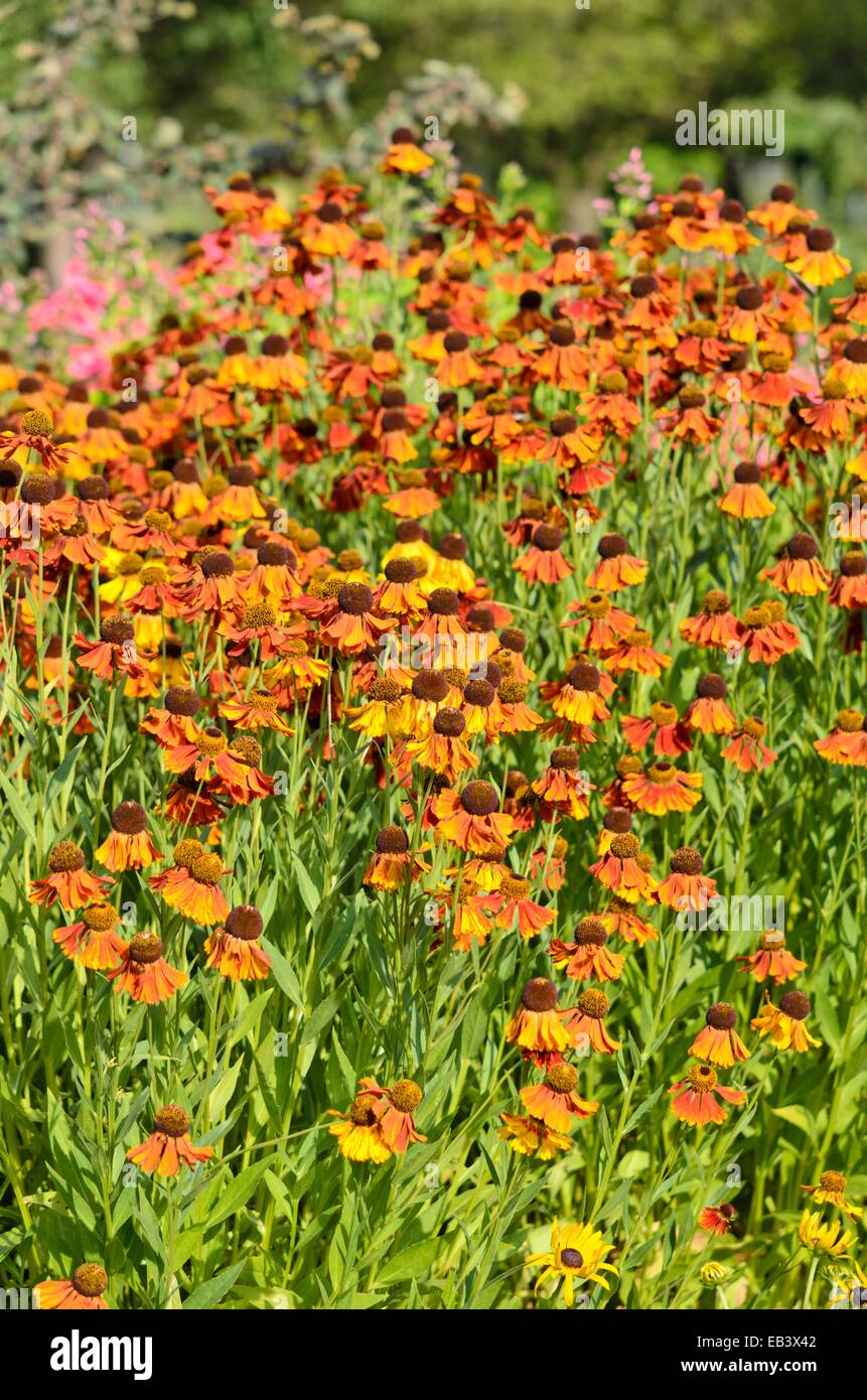 Sneezeweed helenium rotkäppchen () Banque D'Images