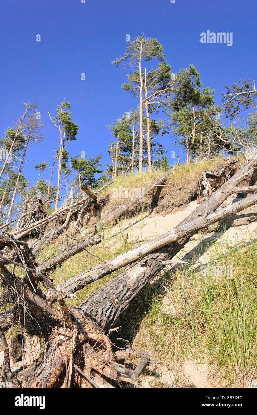 Le pin sylvestre (Pinus sylvestris) à la rive ouest darss, parc national du Vorpommersche Boddenlandschaft, Allemagne Banque D'Images