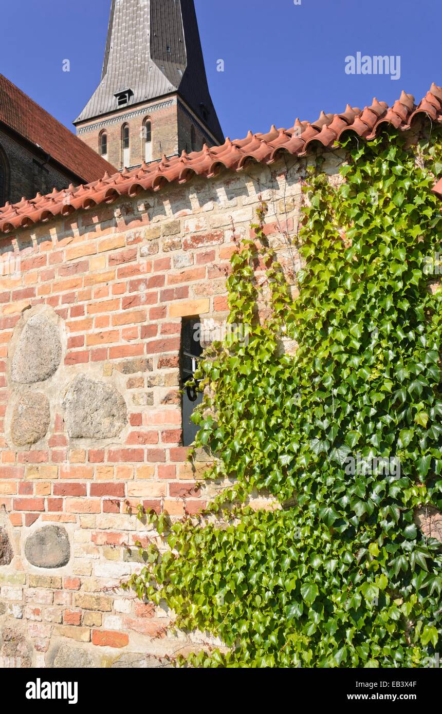 Réducteur du Parthenocissus tricuspidata (japonais) avec mur de la ville et nikolaikirche, Rostock, Allemagne Banque D'Images