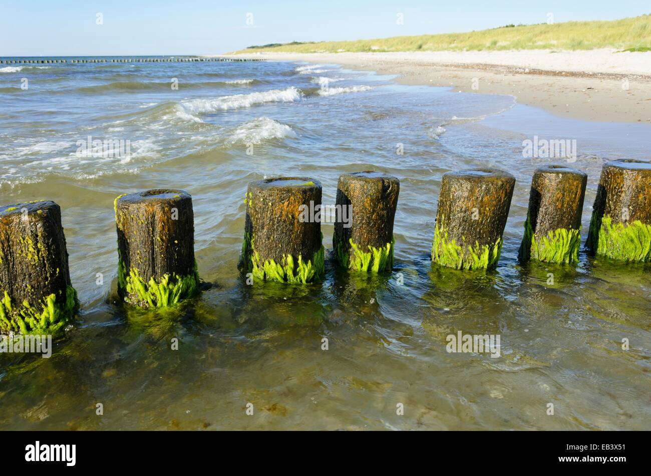 Brise-lames avec des algues, de la mer Baltique, Allemagne Banque D'Images