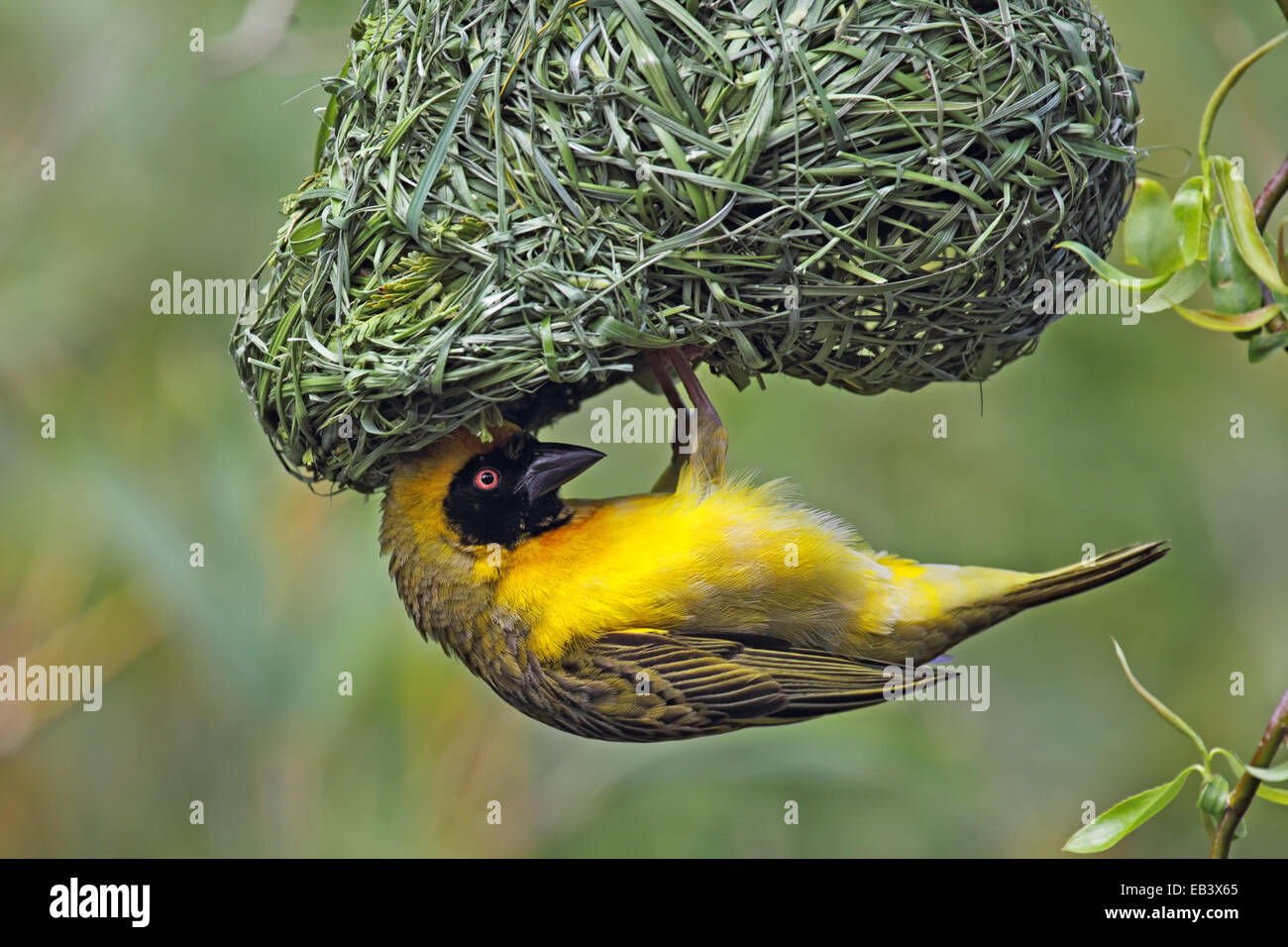 Village de sexe masculin (Ploceus cucullatus) Weaver accroché au-dessous de son nid. Banque D'Images