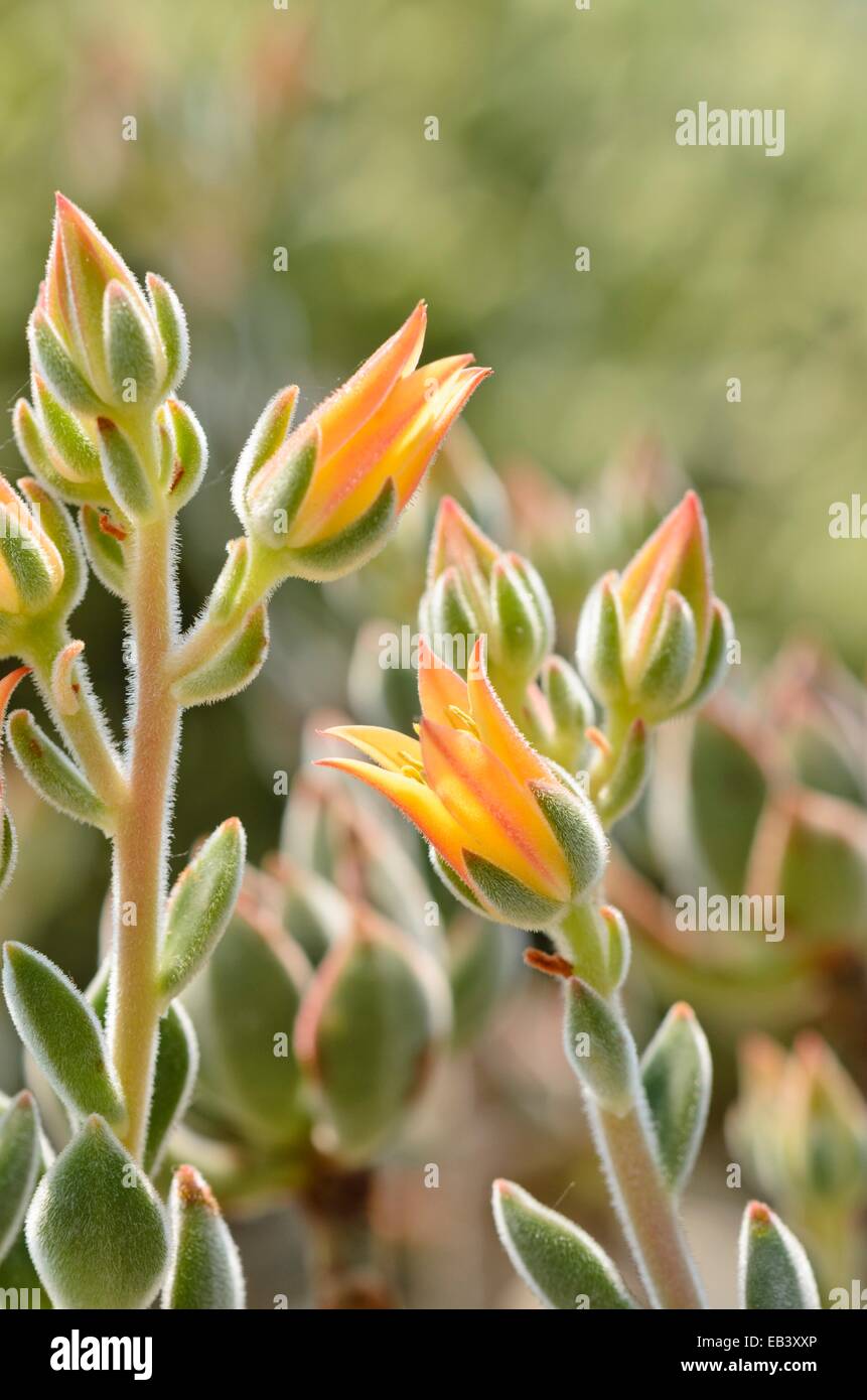Echeveria Gelbe Bltter