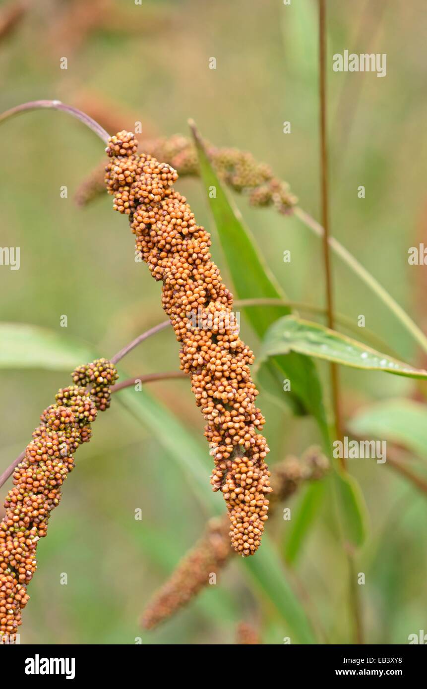 Le millet Foxtail (Setaria italica 'herbstfeuer') Banque D'Images