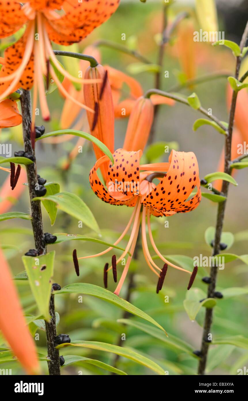 Tiger Lily (lilium lancifolium 'splendens' syn. Lilium tigrinum 'splendens') Banque D'Images