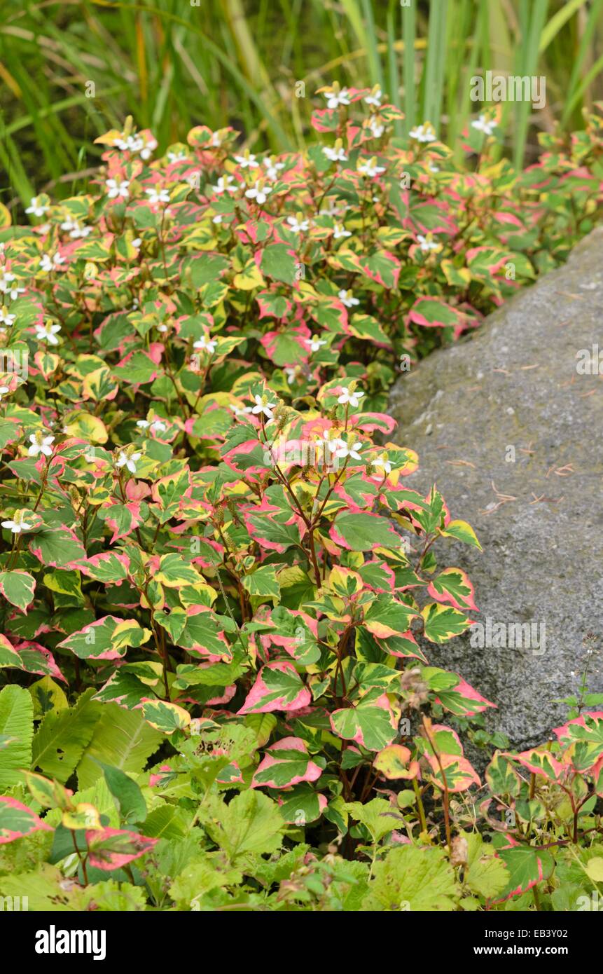 La plante caméléon (houttuynia cordata 'chameleon' syn. houttuynia cordata 'Variegata') Banque D'Images