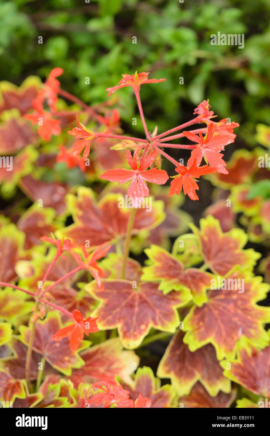 Géranium (pelargonium Vancouver Centennial) Banque D'Images