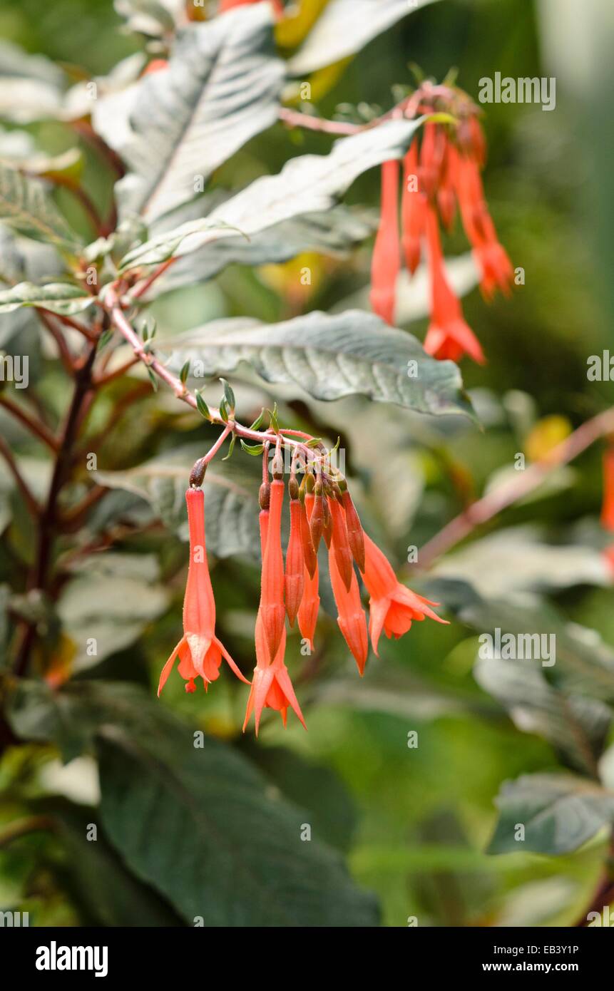 Fuchsia (fuchsia obergärtner koch) Banque D'Images