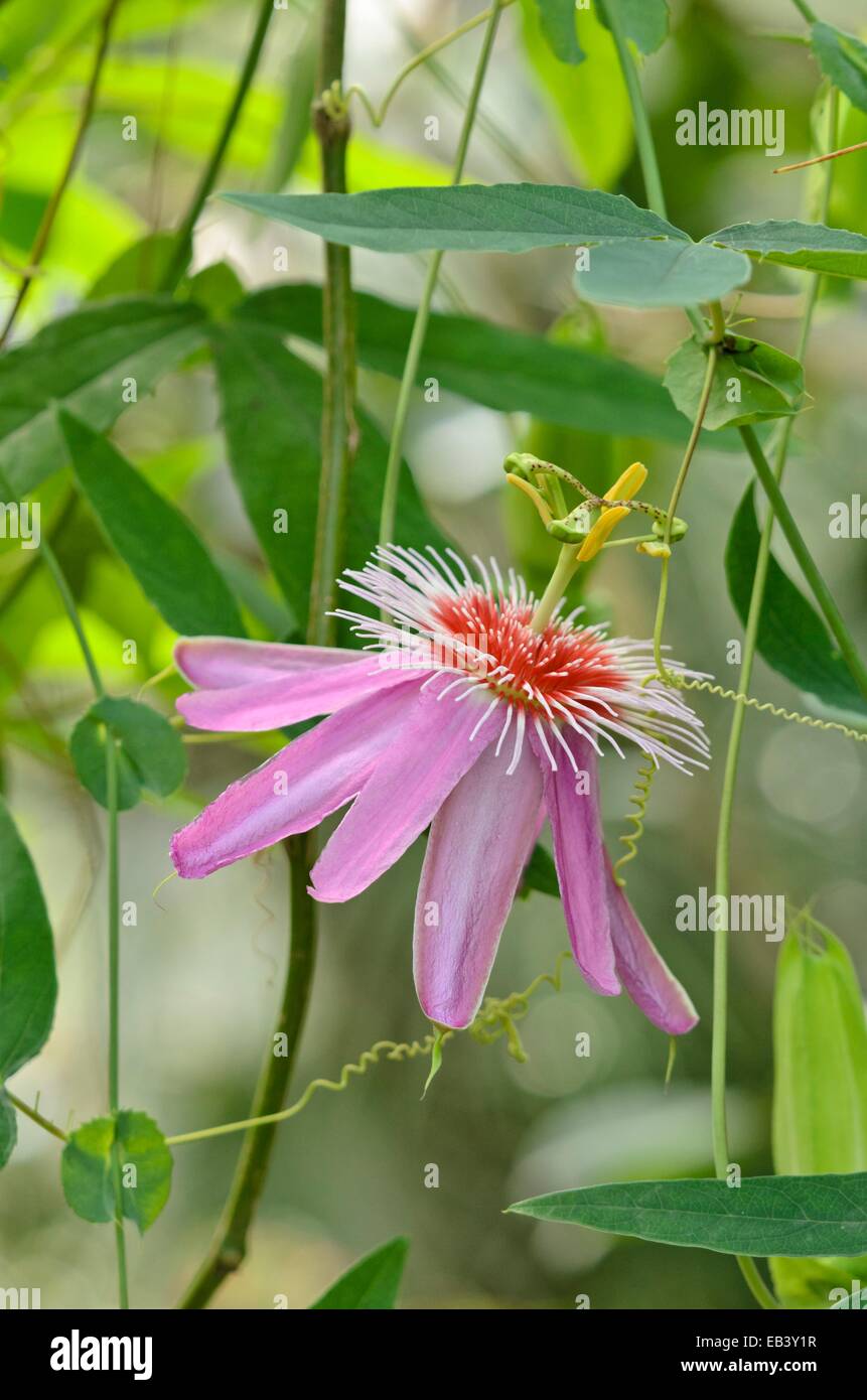 Fleur de la passion (Passiflora anastasia) Banque D'Images