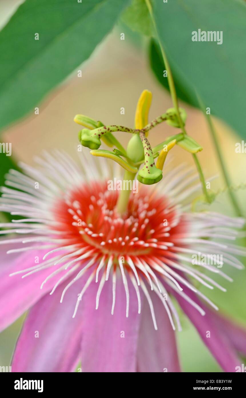 Fleur de la passion (Passiflora anastasia) Banque D'Images
