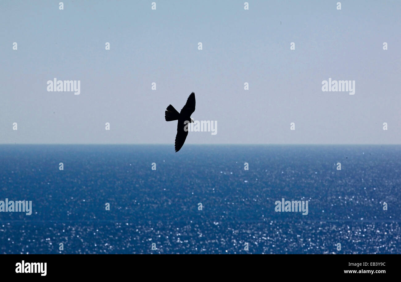 Silhouette d'Eleonora's Falcon (Falco eleonorae) voler à la chasse sur la mer Banque D'Images