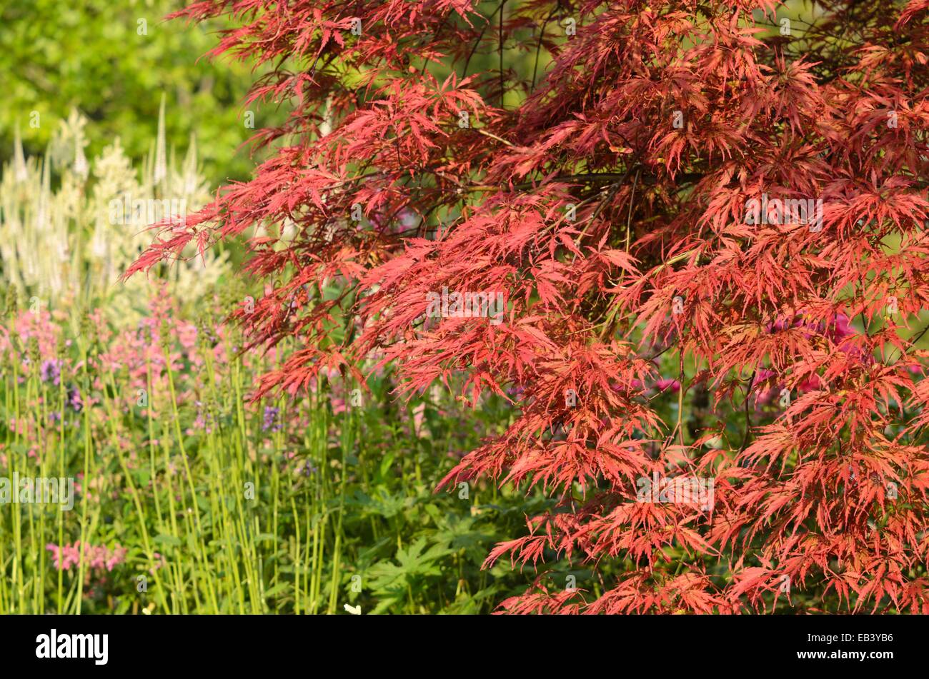 L'érable japonais (Acer palmatum 'dissectum garnet') Banque D'Images