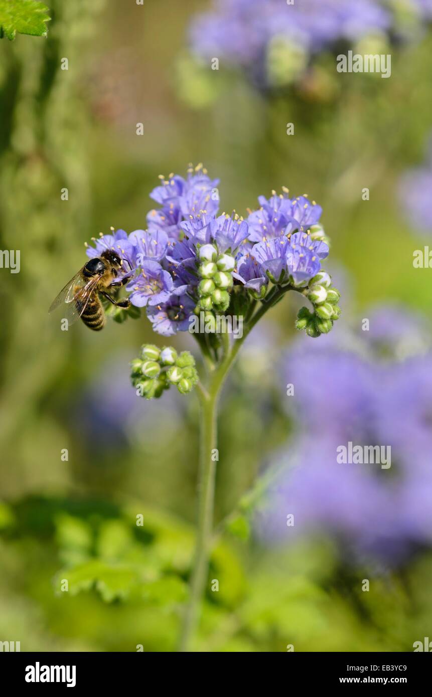 Boucles bleu (Phacelia congesta) et l'abeille (Apis) Banque D'Images