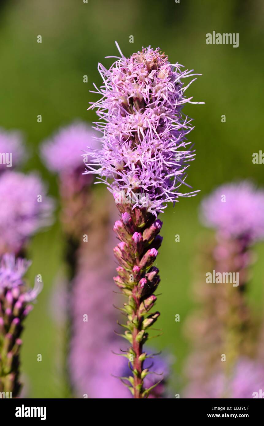 Étoile blazante dense (Liatris spicata var. montana) Banque D'Images