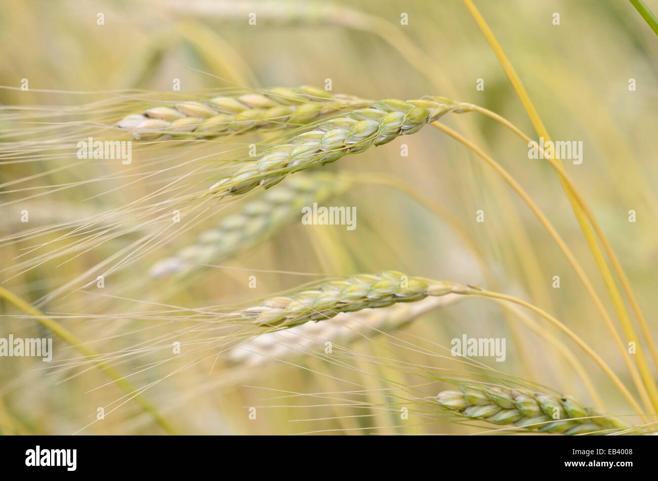 L'amidonnier (Triticum dicoccum 'weißer sommer') Banque D'Images