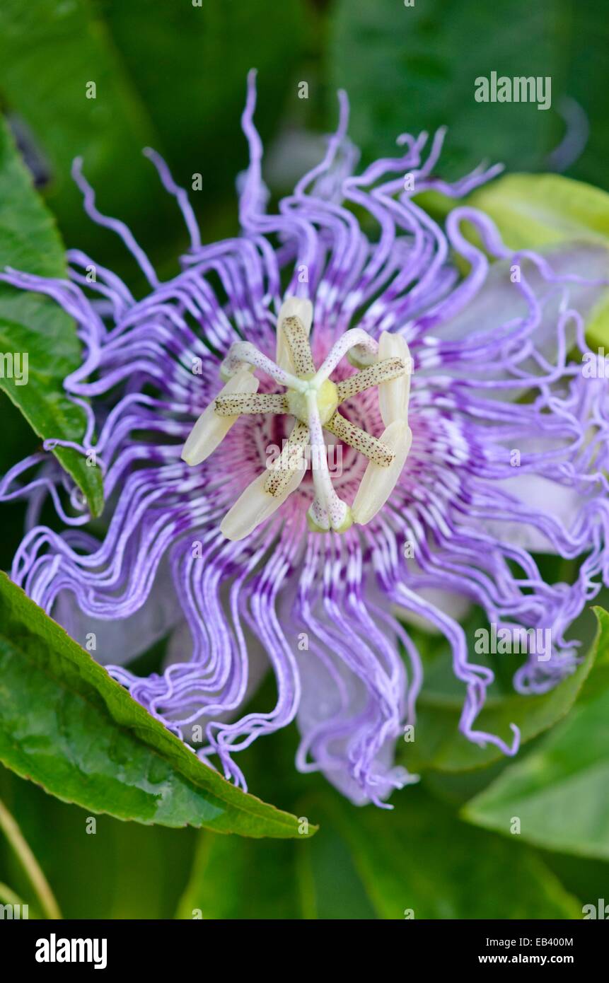 Fleur de la passion (Passiflora incarnata) Banque D'Images