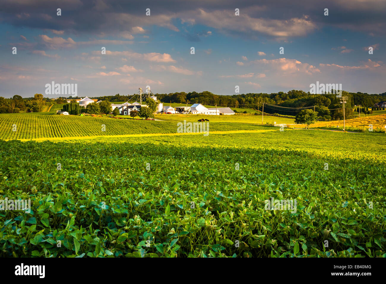 Lumière du soir sur les champs cultivés dans le comté de Howard, dans le Maryland. Banque D'Images