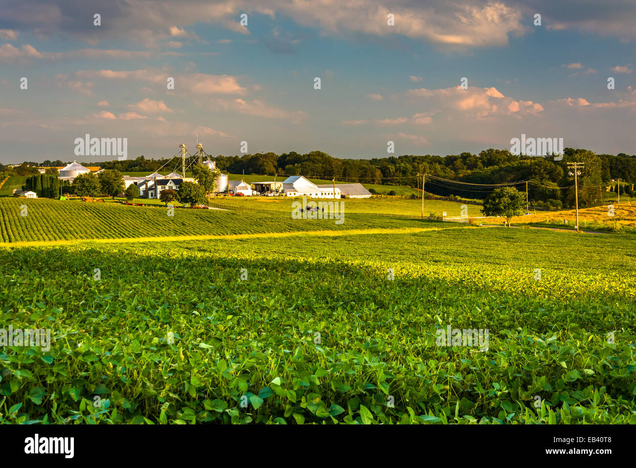 Lumière du soir sur les champs cultivés dans le comté de Howard, dans le Maryland. Banque D'Images