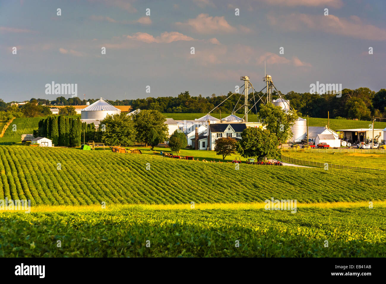 Lumière du soir sur les champs cultivés dans le comté de Howard, dans le Maryland. Banque D'Images