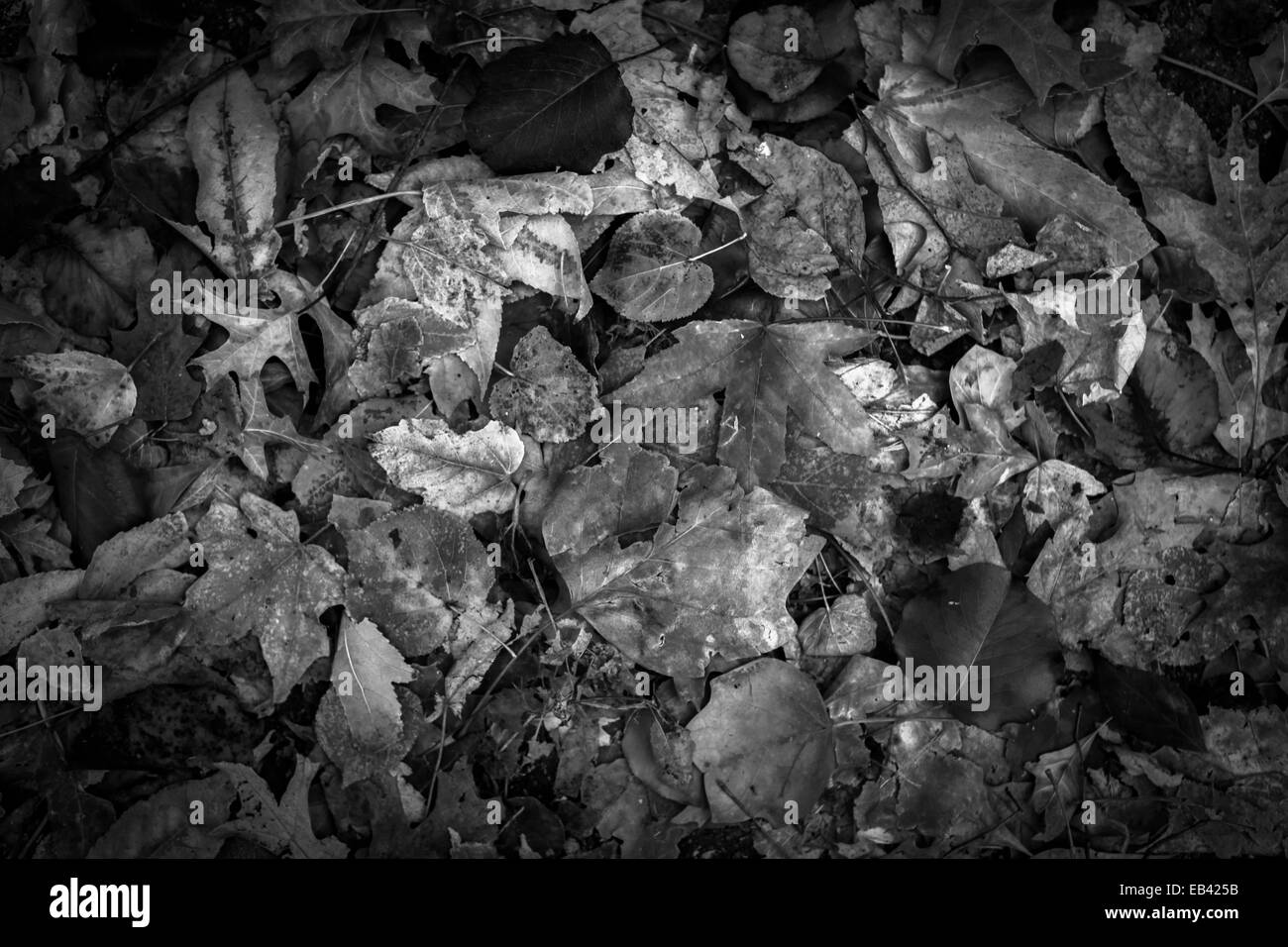 Les feuilles d'automne Bloomington Indiana couleurs de l'automne saison saisons tournant modifier Banque D'Images