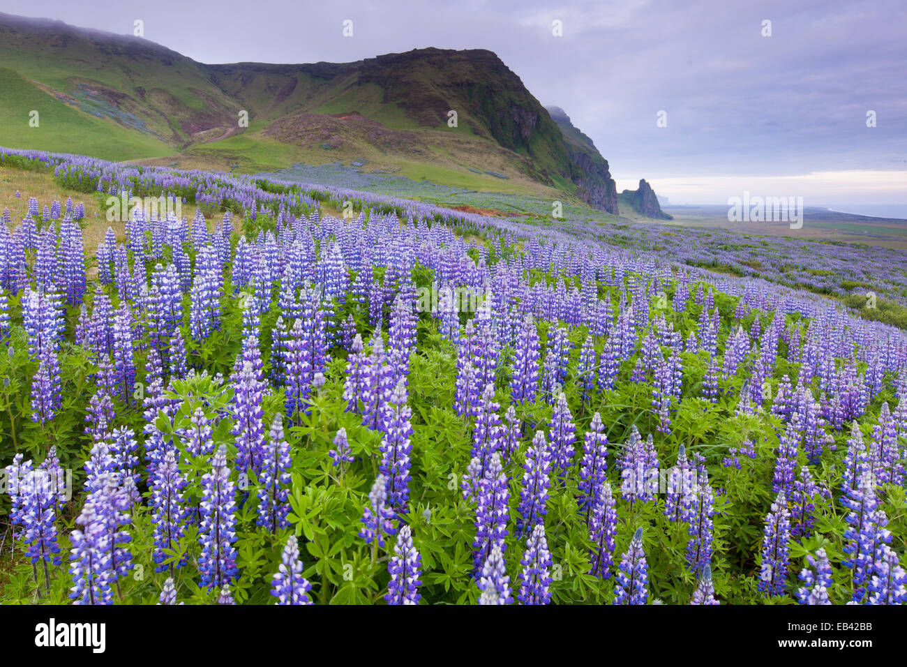 Domaine de fleurs de lupin, Vik, Islande Banque D'Images