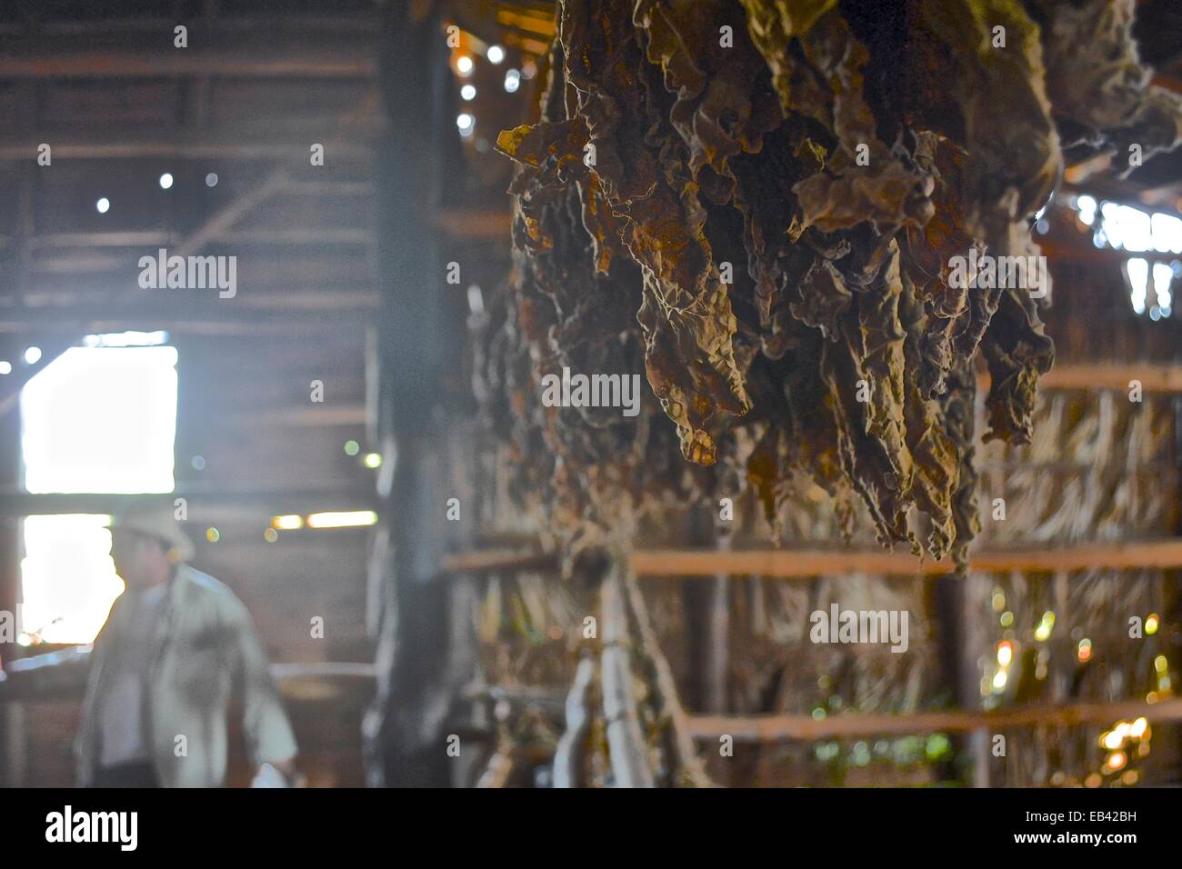 Le séchage des feuilles de tabac dans une ferme près de Vinales, dans la région de cigares de Cuba. Banque D'Images