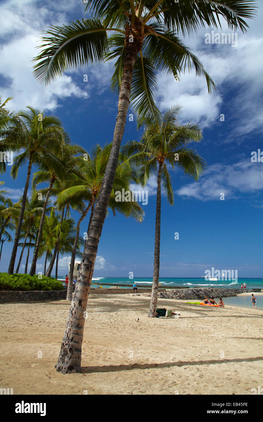 La plage de Waikiki et de palmiers, Waikiki, Honolulu, Oahu, Hawaii, USA Banque D'Images
