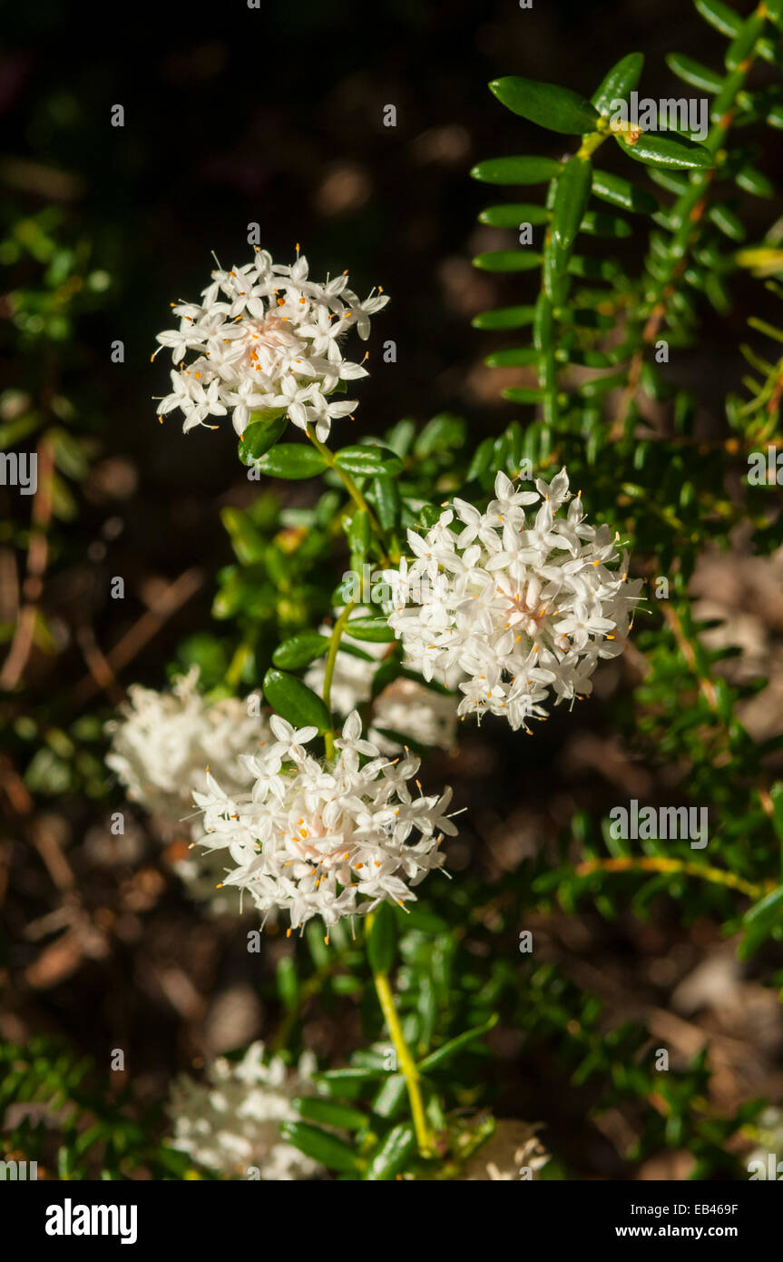 Pimelea ciliata, Banjine Blanc à Kings Park, Perth, WA, Australie Banque D'Images