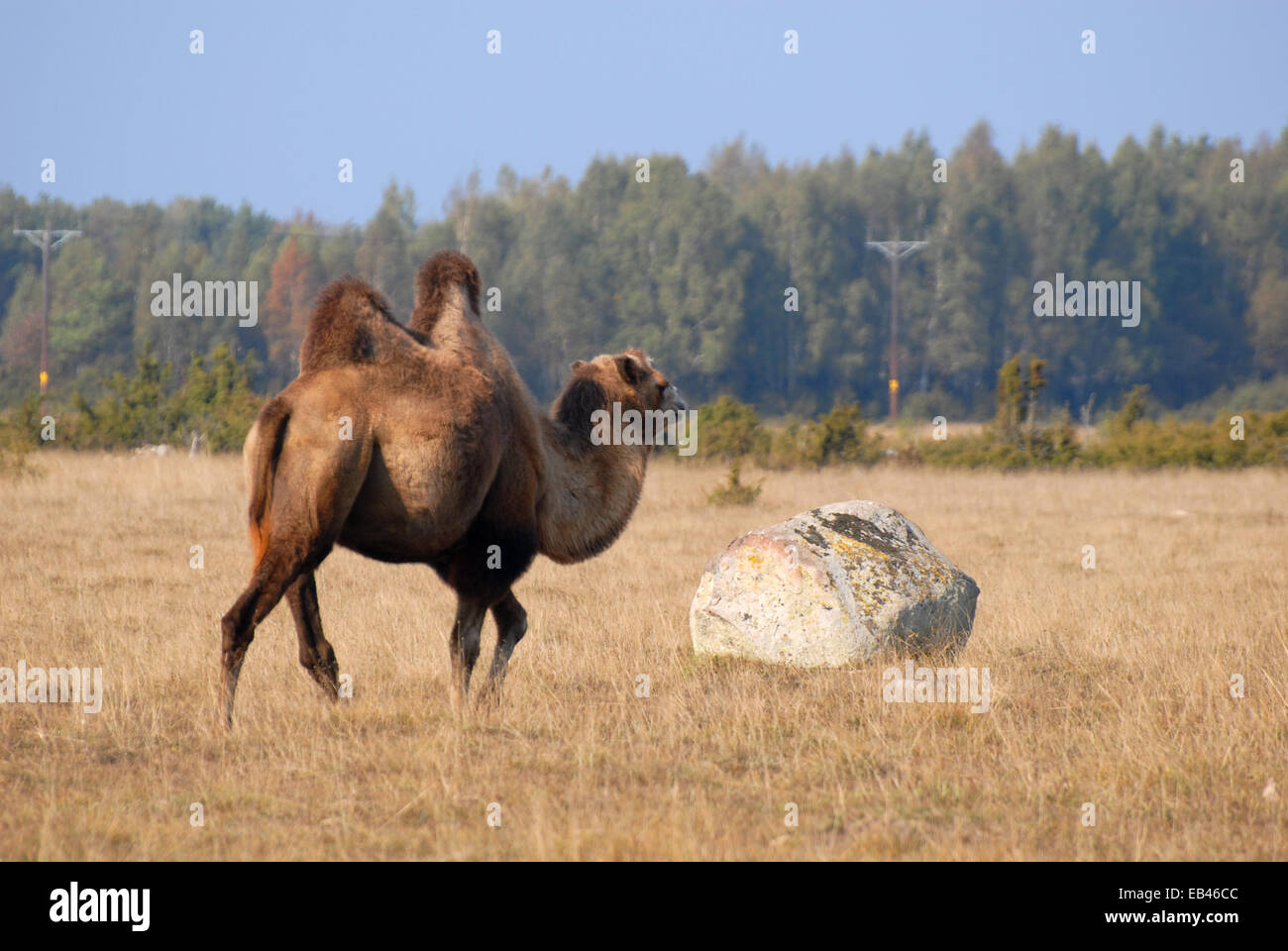 Camel (Camelus bactrianus) on meadow à Öland, Suède Banque D'Images