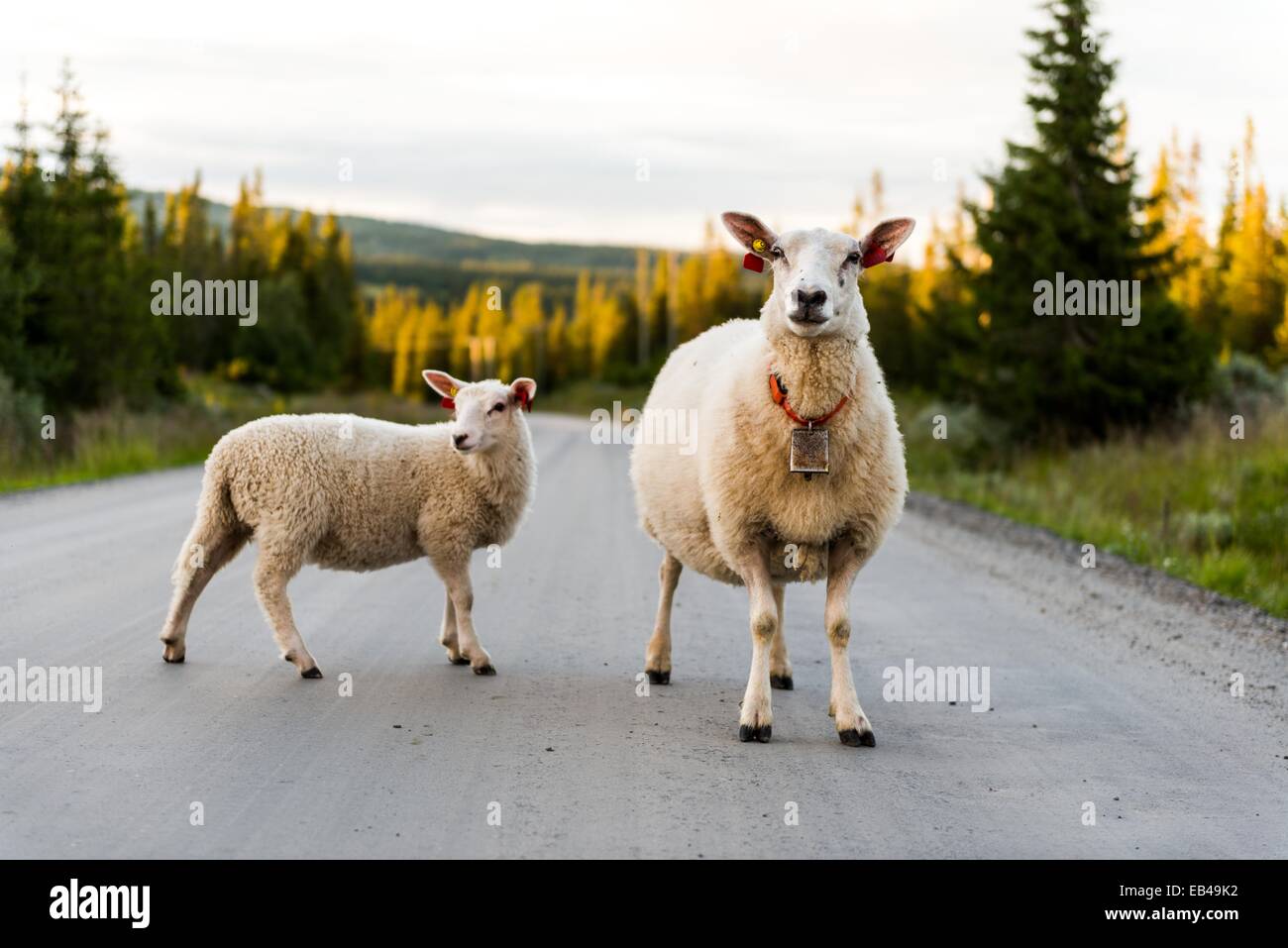 Des moutons paissant dans les montagnes près de la ville librement norvégien GED sont debout sur la route de la Norvège le 18 juillet 2014. Jiri Banque D'Images