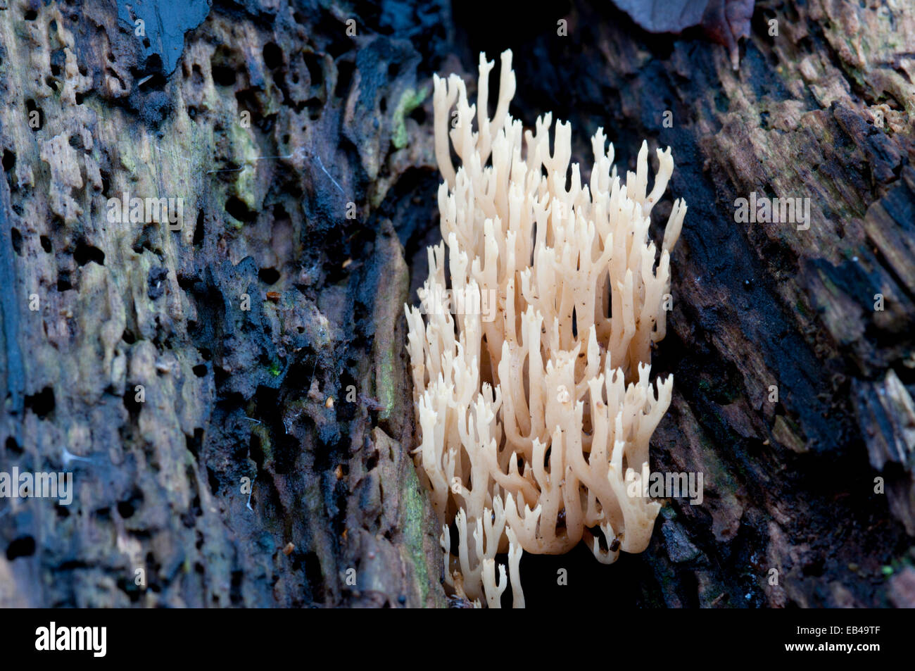Une espèce de Ramaria champignons poussant sur un tas de bois pourri Banque D'Images