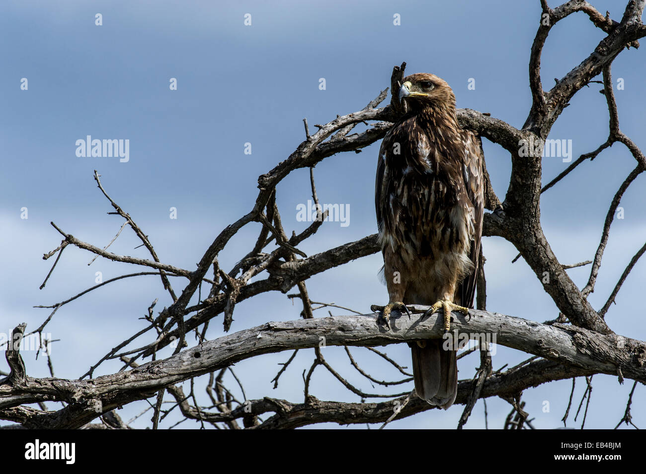 Un Africain aigle numérise la plaines de savane pour la proie d'un point de vue élevé dans un arbre mort. Banque D'Images