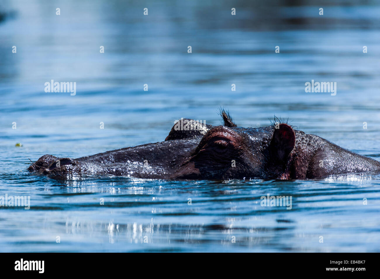 Un hippopotame du Nil nageant à la surface d'un lac Naivasha. Banque D'Images