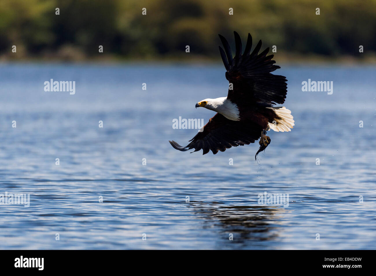 Un poisson s'empare de l'Afrique de l'aigle un poisson à la surface d'un lac d'eau douce avec ses longues serres. Banque D'Images