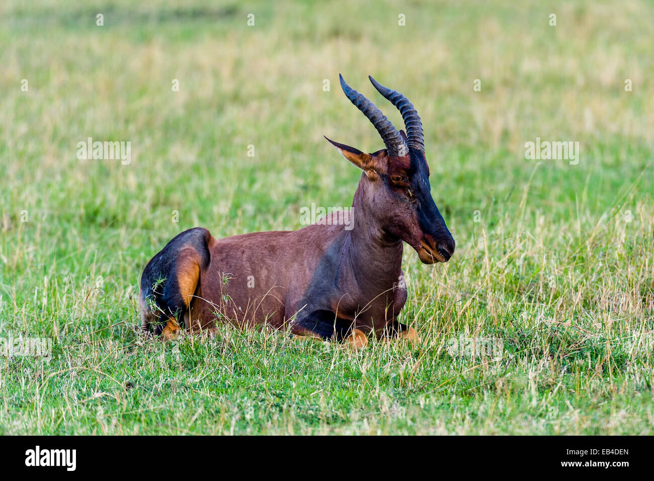 Un Topi reposant sur l'herbe courte plaine de savane. Banque D'Images