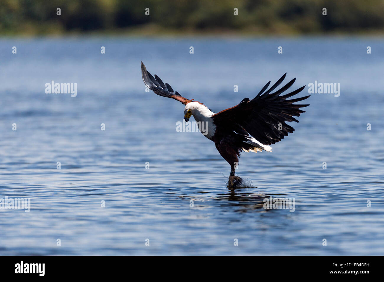 Un poisson s'empare de l'Afrique de l'Aigle un poisson à la surface d'un lac d'eau douce avec des talons c'est long. Banque D'Images