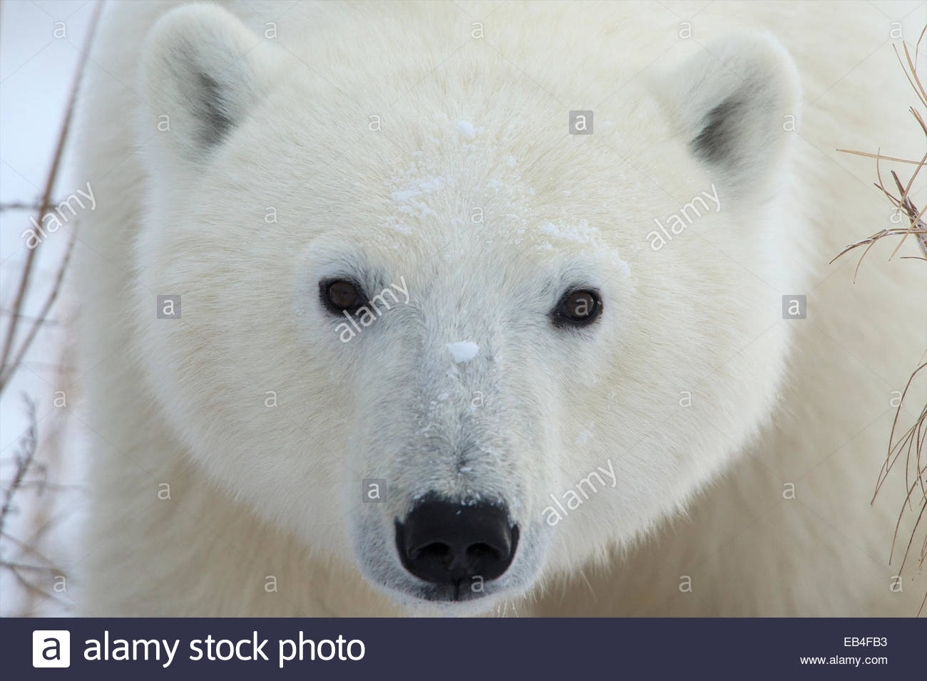 Un Petit Ours Polaire Face Ronde Banque Dimages Photo - 