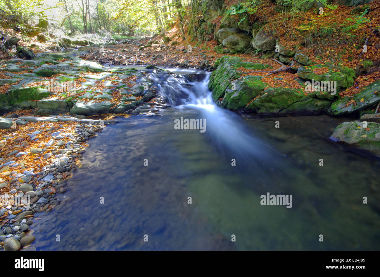 Les feuilles qui tombent. Les feuilles tombées dans roaring mountain stream. Banque D'Images