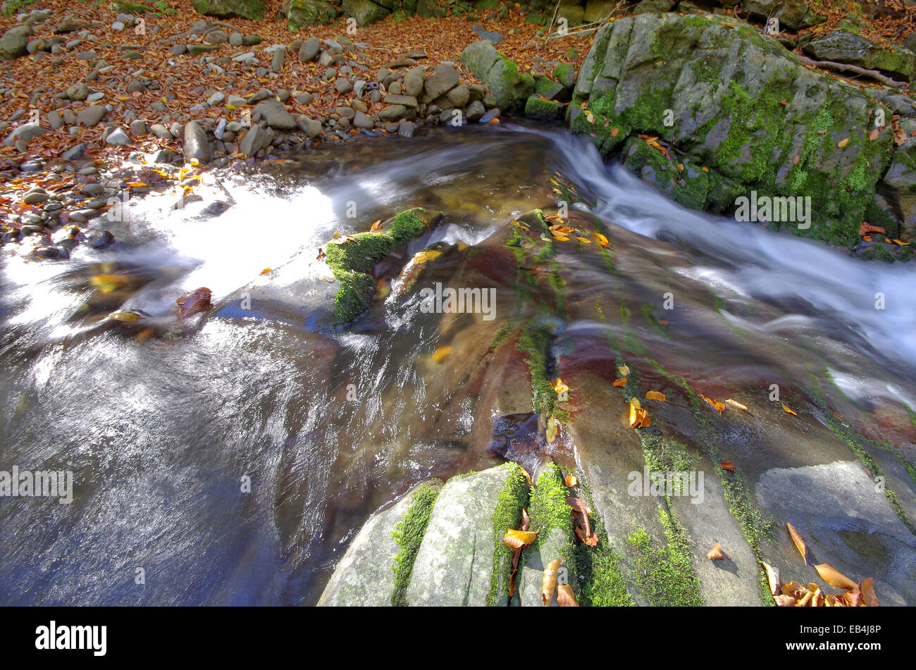 Les feuilles qui tombent. Les feuilles tombées dans roaring mountain stream. Banque D'Images