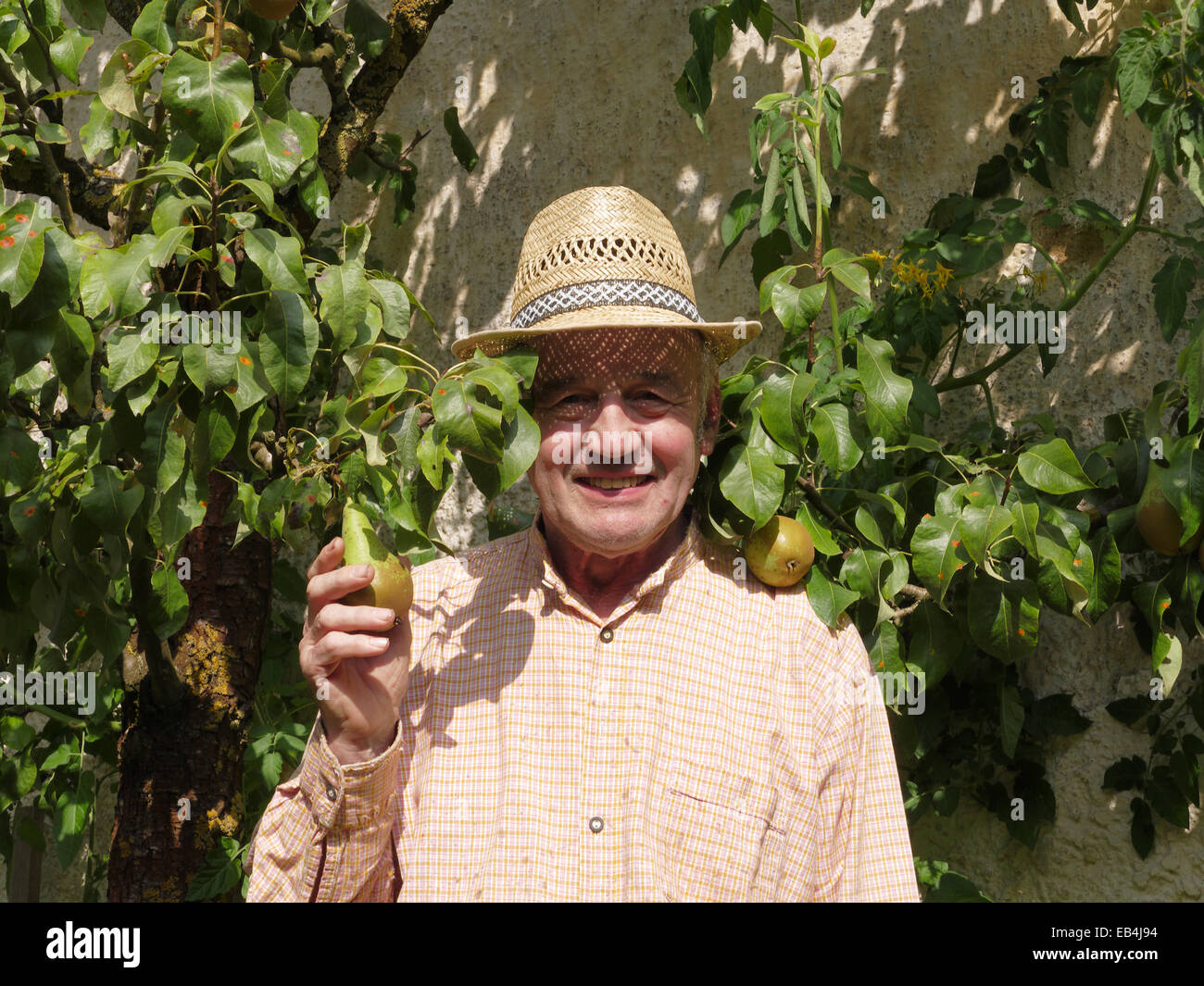 Allemagne Bavière Hallertau heureux agriculteur à ripe pear tree Banque D'Images