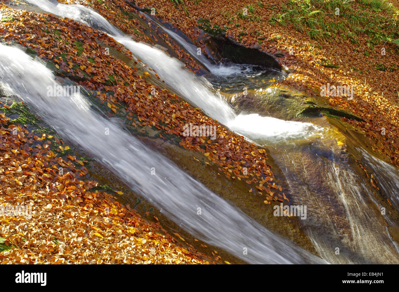 Les feuilles qui tombent. Les feuilles tombées dans roaring mountain stream. Banque D'Images
