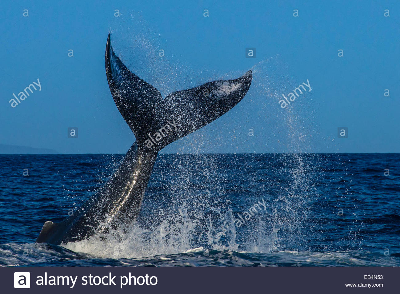 Fluke, LOB, queue de Baleine à bosse (Megaptera novaeangliae), espèce en voie de disparition, Hawaiian Islands Humpback Whale National Marine Sanctuary, Maui, Hawaii Banque D'Images