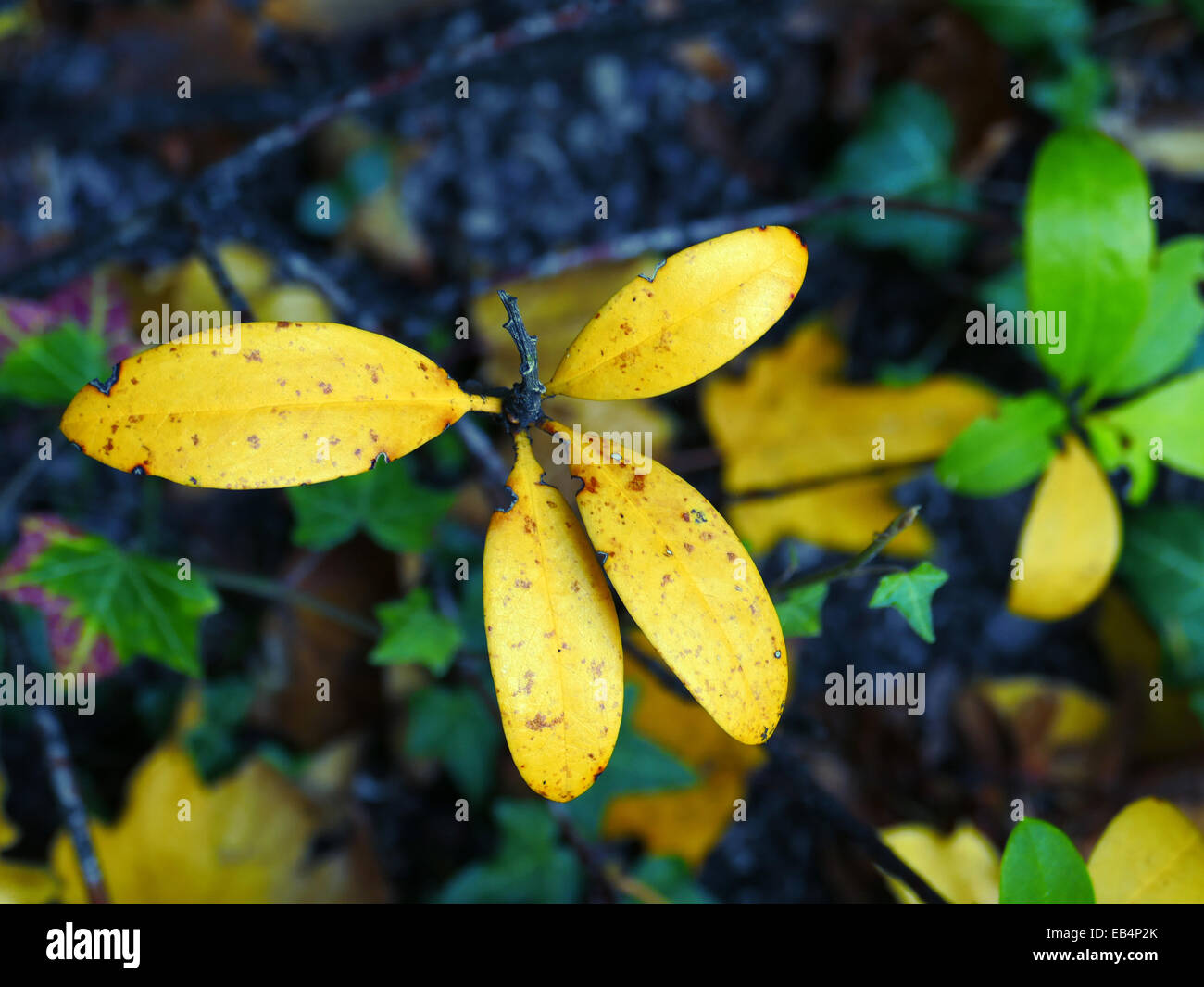 Les feuilles d'automne couleur changeant de couleur Banque D'Images