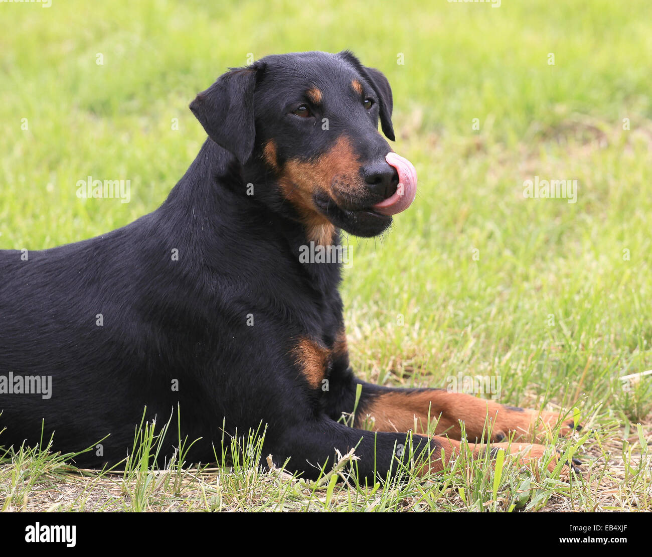 Couché sur un terrier de chasse allemand Green grass Banque D'Images