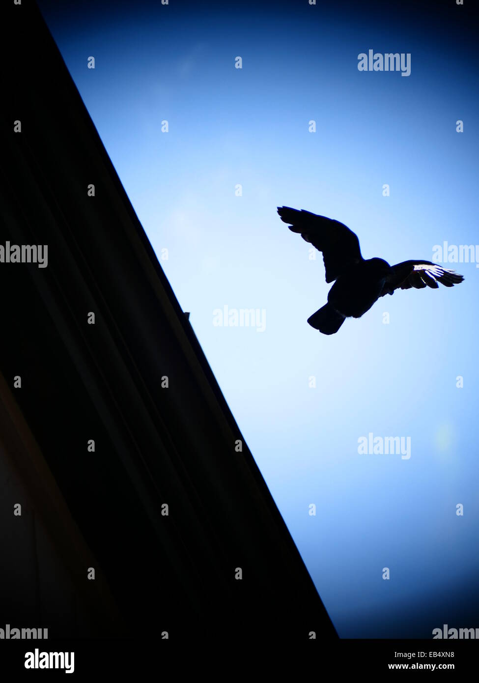 Oiseau Noir corbeau corbeau battant pavillon de Banque D'Images