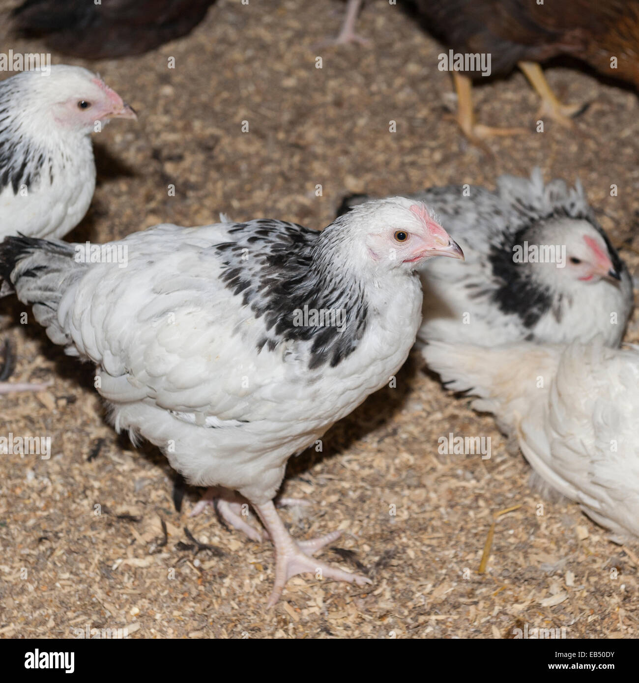 Les jeunes poulets à Hazel front ferme dans le village de ligne de basse Swaledale , North Yorkshire, Angleterre, Grande-Bretagne, Royaume-Uni Banque D'Images