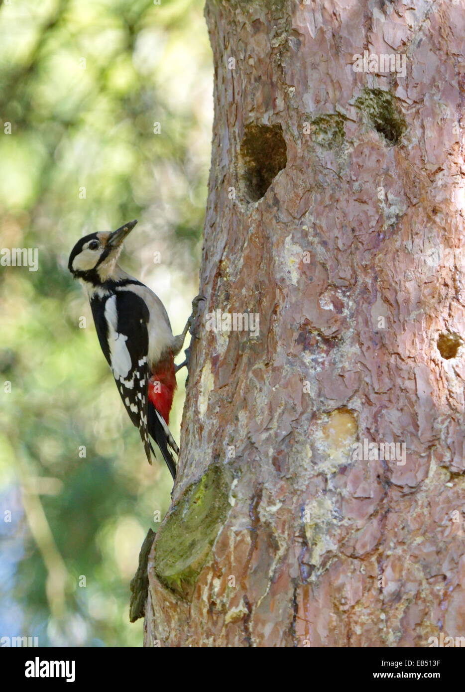 Pic chevelu Picoides villosus, debout à côté de son trou nest Banque D'Images