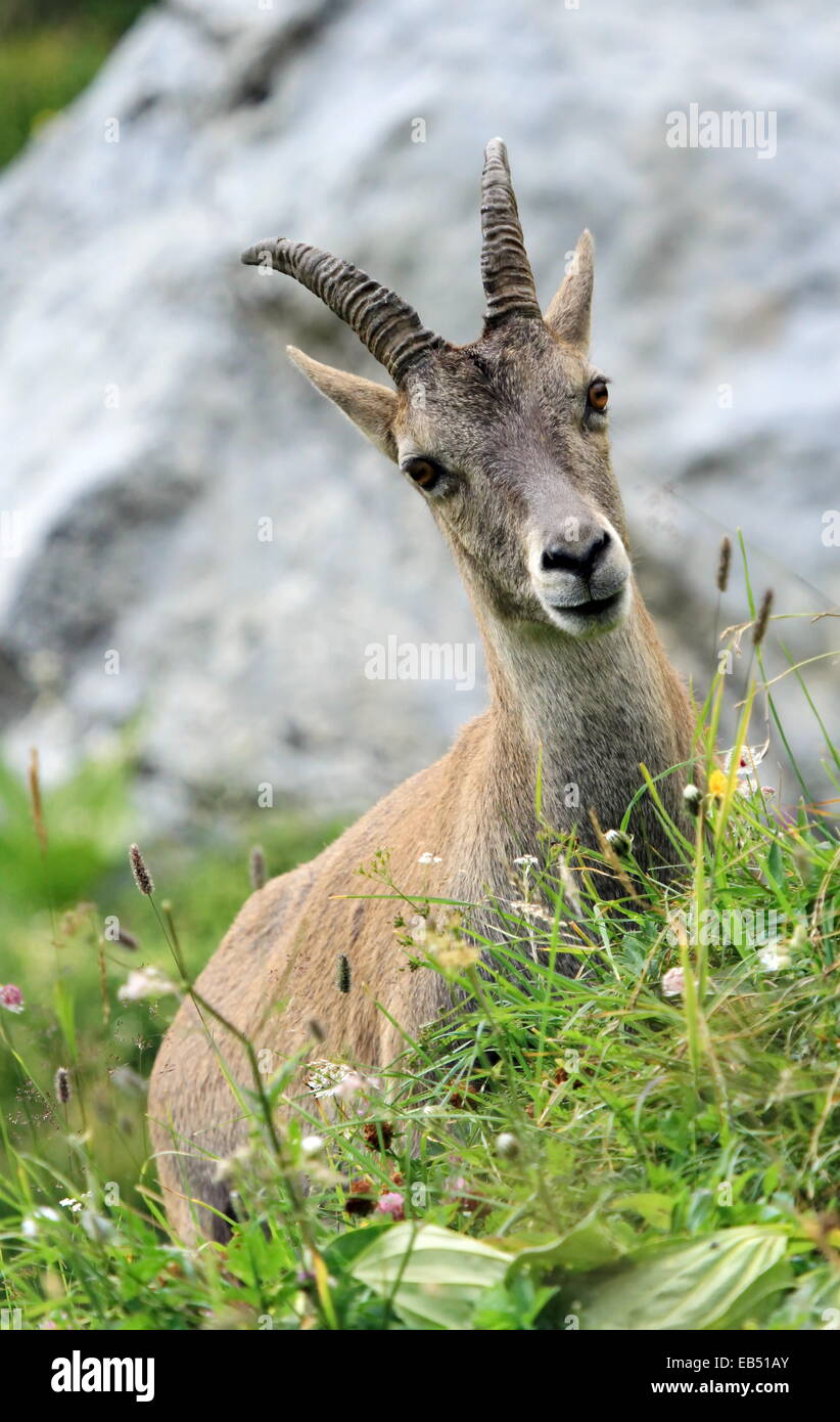 Sauvage femelle, Bouquetin des Alpes Capra ibex, ou steinbock portrait dans la montagne des Alpes, France Banque D'Images